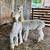 Gentle Mini Alpacas 9 thumbnail