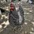 Egg laying hens 1 thumbnail