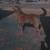 Sliver labrador retriever 2 thumbnail