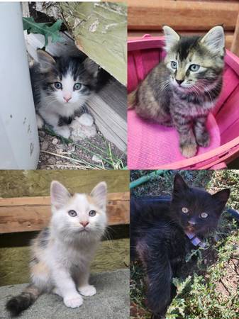 ? Sweet Kittens Looking for Loving Homes ? (Beaver)63945150673411120