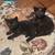 Three beautiful kittens 2 thumbnail