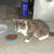 Are you missing a cute cat? 8 thumbnail
