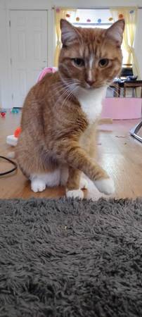 Dragon 2 years old (Camp Murray)63853558110467124