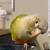 Super tame conure 3 thumbnail