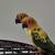 Hermoso bebé Sun Conures 12 thumbnail