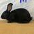 Rabbits 8 thumbnail