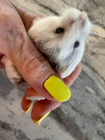 Hamster (Des Moines)63671554858241122