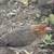Gallinas 1 thumbnail