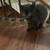 2 kittens white black and black cat cats 8 thumbnail