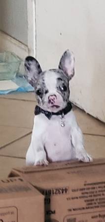 Merle french bulldog (La puente)63656427676545120