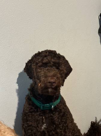 Poodle Need a New Forever Home ? (pacific heights)63995016418051122