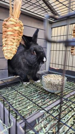 Spayed Female Rabbits (Rocklin)63920016223618122