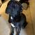 Pitbull mix 1 year old 1 thumbnail