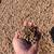 Pea Gravel- Delivery and Spreading Available 1 thumbnail