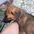 Belgian malinois rehome 7 thumbnail