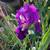 💜 Purple Bearded Iris 🪻 6 thumbnail