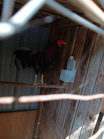 Gallos 1