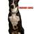 Lost Dog 1 thumbnail