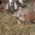 ADGA Nubian Goat Doe doeling 8 thumbnail
