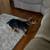 Male yorkie 1 thumbnail