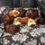 Male Guinea Pigs and hamsters 1 thumbnail