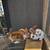 Mini Rex Bunnies 1 thumbnail