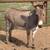 Mini Donkeys ++ Mini Cattle ++ Mini Horses 2 thumbnail