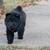 Chow Chow Puppies 5 thumbnail
