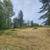 Overgrown properties, blackberry removal, Forestey Mulching 4 thumbnail