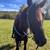 Black Gaited Gelding 8 YEAR OLD ❤️ Solid Trail Horse. 22 thumbnail