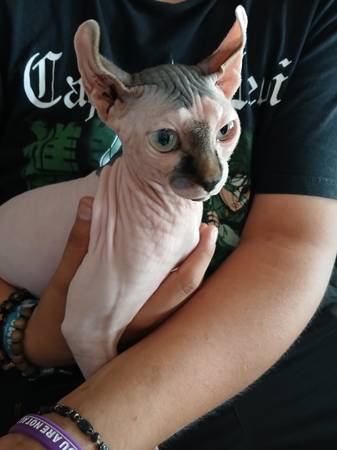 Sphynx Kitten (Las Vegas)63860184644993122