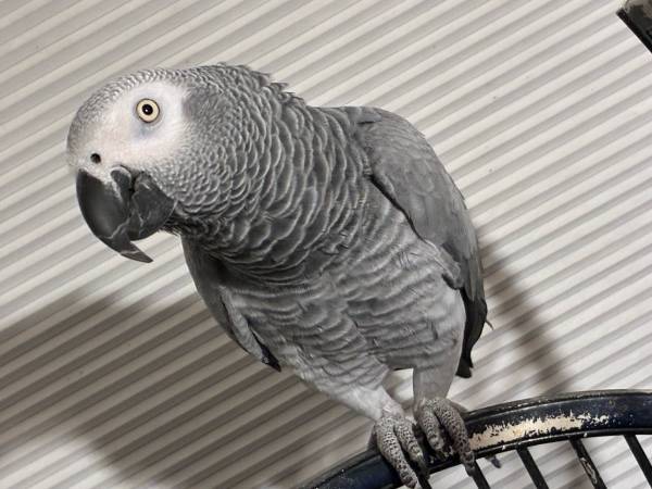 African grey female 1