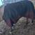 Horse Blanket warm 78" 2 thumbnail