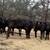 Black Heifer Calves | Heifers 4 thumbnail
