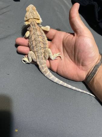 Dragón barbudo (Copperas cove)63839344492289120
