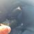 *WINDSHIELD ROCK CHIP REPAIR & REPLACEMENT - 714-328-8179* 13 thumbnail