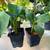 Tropical houseplant starts, prices in listing 4 thumbnail