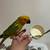 sun conure 3 thumbnail