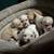 BichonPoo Puppies 5 thumbnail