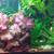 Plecos plecos, huge tiger lotus Aquarium Plants 10 thumbnail