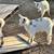 Nigerian Dwarf Goat - Doeling 7 thumbnail