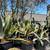 Agave Plants - multiple varieties 24 thumbnail