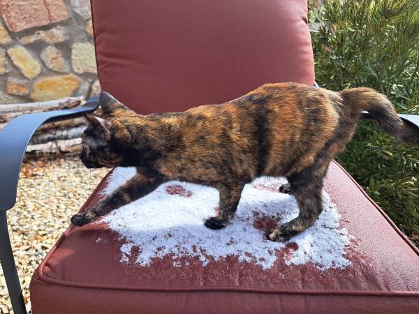 Missing Cat (Las Cruces)63622242844289123
