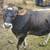 Jersey Bull for sale 1 thumbnail