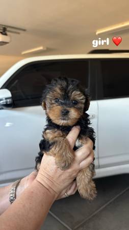 yorkiepoo 1