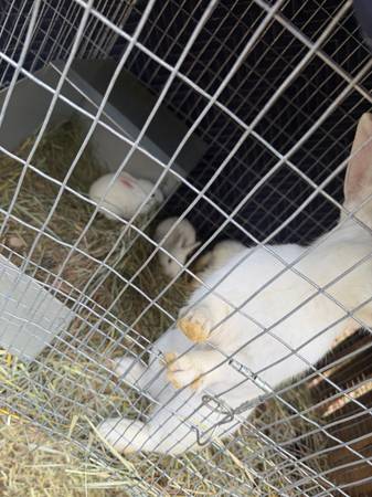 New zealand and then some are holland lop 1