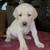 Lab Puppies 5 thumbnail