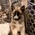 German shepherd / Husky pups 4 thumbnail