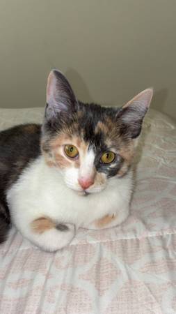 5 month old kitten 1