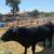 Butcher steer 2 thumbnail